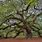 Angel Oak Tree Photos