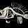 Angler Fish Skeleton