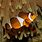 Anemone Fish