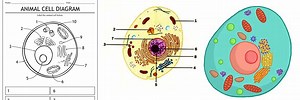 Animal Cell without Labels Grade 9