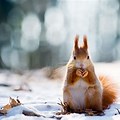 Animals Nature Winter Wallpaper