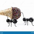 Ant Eat Ice Cream