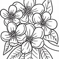 Apple Blossom Flower Coloring Page