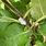 Apple Tree Aphids