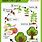 Apple Tree Life Cycle Printable