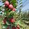 Apple Tree Nursery