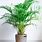 Areca Palm HousePlant