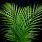 Areca Palm Leaf