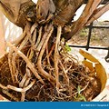 Areca Palm Root System