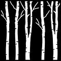 Aspen Bark Silhouette