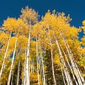 Aspen Forest One Plant