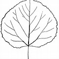 Aspen Leaf Outline Clip Art