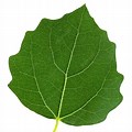 Aspen Leaf No Background