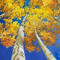 Aspen Tree Canvas Art