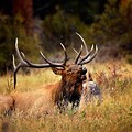 Bull Elk Desktop Backgrounds