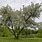 Bush Willow Tree