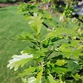 Bur Oak