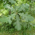 Bur Oak Leaf Identification