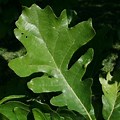 Bur Oak Leaf Top View