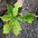 Burr Oak Seedlings