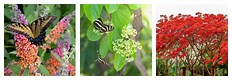 Butterfly Tree Red Flowers On Branches