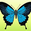 Butterfly Vector Illustration