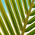 Background for Palm Branch