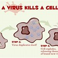 Bacteria Cause Harm GCSE