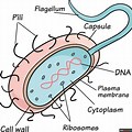 Bacterial Cell Easy Draw