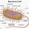 Bacterial Cell Structure Diagram