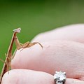 Baby White Praying Mantis