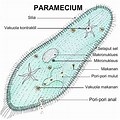 Bagian Tubuh Paramecium Caudatum