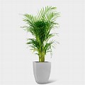 Bamboo Palm White BG