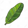 Banana Tree Leaf Drawing