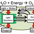 Basic Chemical Reaction of Photosynthesis