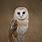 Barn Owl Sitting