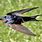 Barn Swallow Birds in Flight