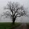 Bare Tree Photography