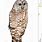 Barred Owl Clip Art