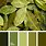 Bay Leaf Color