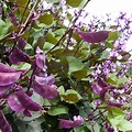 Bean Plant with Purple Flowers