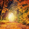 Beautiful Autumn Forest Path