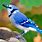 Beautiful Blue Jay Bird