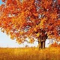 Beautiful Ornamental Trees North Dakota