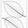 Beech Leaf Template