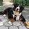 Bernese Mountain Dog Funny