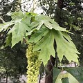 Big Leaf Maple Tree Bloom