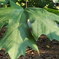 Big Leaf Maple Tree Identification