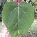 Big Leaf Tree Identification