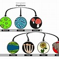 Biological Organization Three Domains